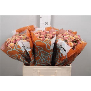 Rosa TR 'Antigua' BRAAM