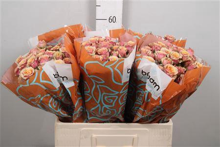 <h4>Rosa TR 'Antigua' BRAAM</h4>