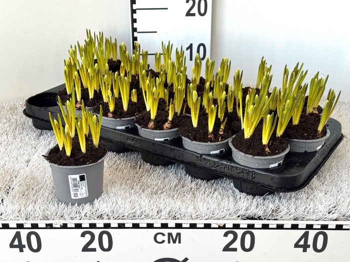 <h4>MUSCAR WHITE MAGIC</h4>