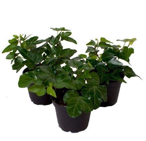 <h4>Hedera helix</h4>