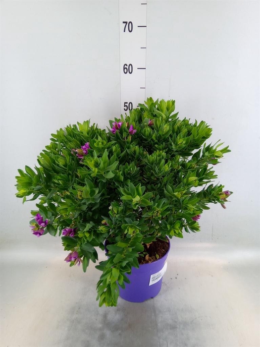 <h4>Polygala myrtifolia</h4>