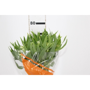ALSTROEMERIA PRESTIGE 080 CM BRANCO