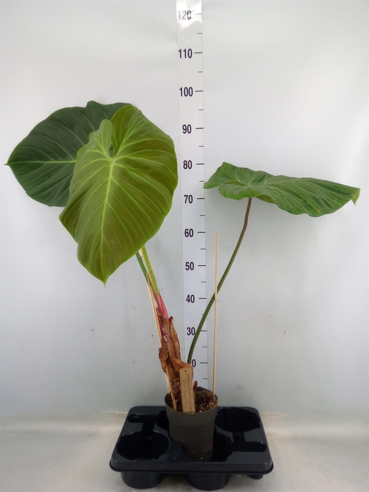 <h4>Philodendron   ...</h4>