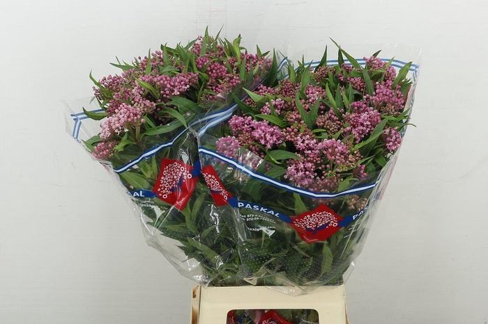 <h4>Ascl Inc Soulmate</h4>