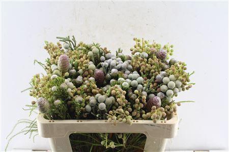 <h4>Kaaps Cone Mix Gemengd In Bos</h4>