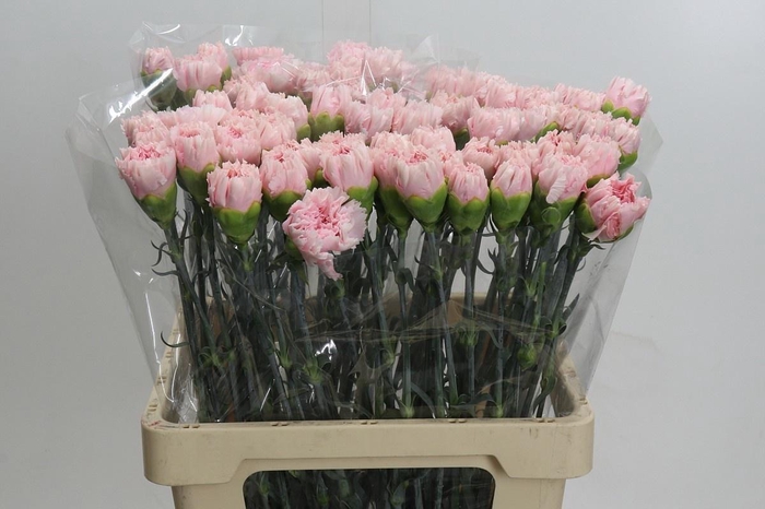 <h4>DI ST HAPPY CHERY</h4>