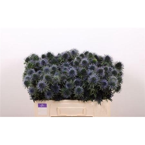 Eryn Scorpiu Questar 50cm