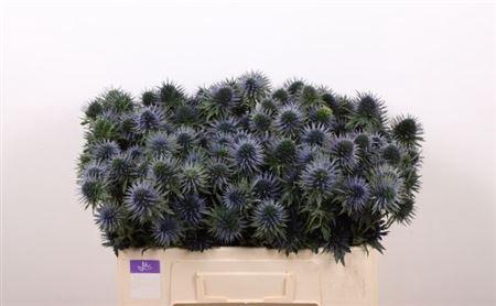 <h4>Eryn Scorpiu Questar 50cm</h4>