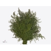CRYPTOMERIA JAPONICA 300GR
