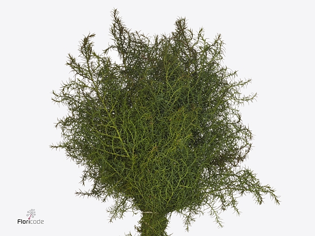 CRYPTOMERIA JAPONICA 300GR