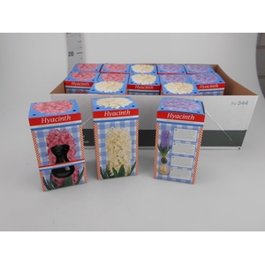 HYACINTHUS GL G 2 KL