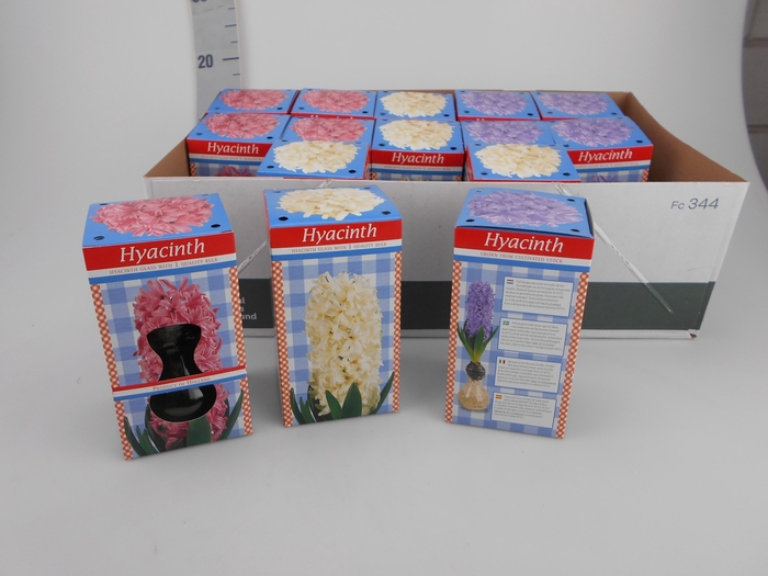 <h4>HYACINTHUS GL G 2 KL</h4>