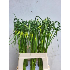 Allium ophioscorodon curly