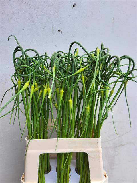 <h4>Allium ophioscorodon curly</h4>
