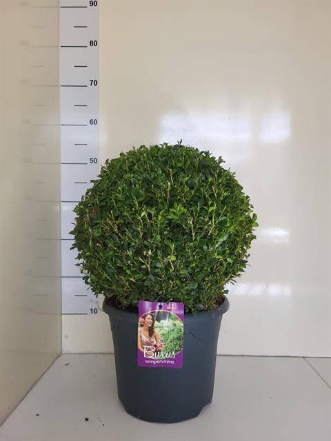 <h4>Buxus sempervirens</h4>