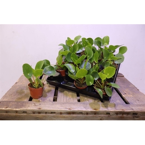 arr8 Pilea Peperomioides