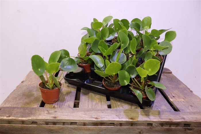 <h4>arr8 Pilea Peperomioides</h4>