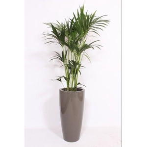 Howea Forsteriana in Santorini pot 