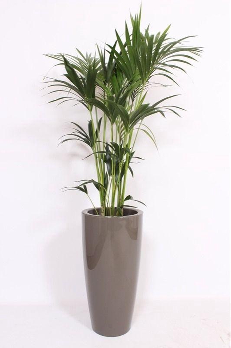 <h4>Howea Forsteriana in Santorini pot "taupe"</h4>