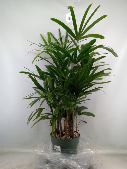 <h4>Rhapis excelsa</h4>