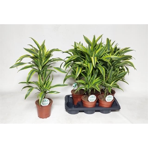 Dracaena Lemon Lime 17Ø 70cm 2pp