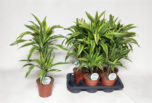 Dracaena Lemon Lime 17Ø 70cm 2pp