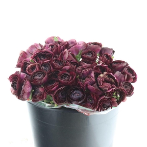 Ran El Sr Black Prima