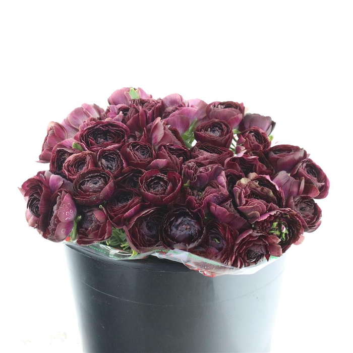 <h4>Ran El Sr Black Prima</h4>