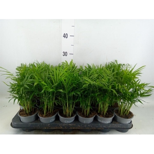 Chamaedorea elegans