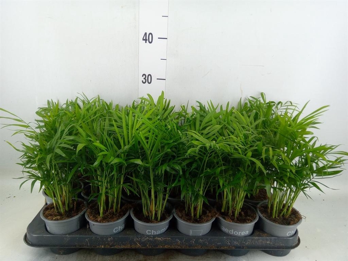 <h4>Chamaedorea elegans</h4>