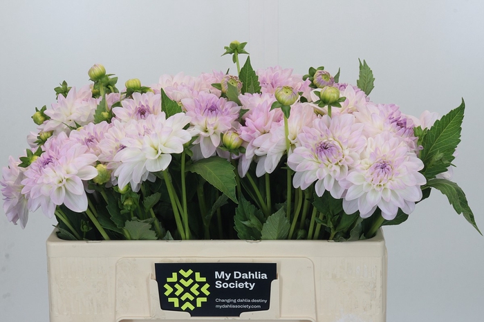 <h4>Dahlia Eveline</h4>