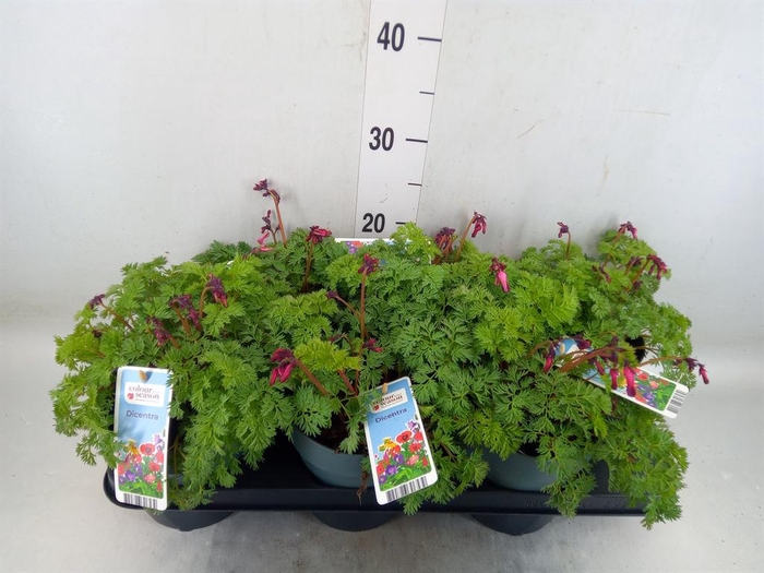 <h4>Dicentra   ...</h4>