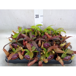 Nepenthes    ...