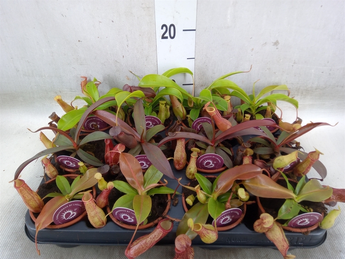 <h4>Nepenthes    ...</h4>