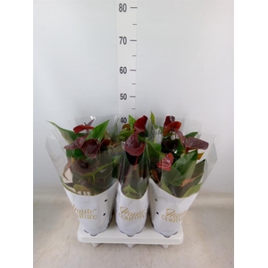 Anthurium andr. 'Essencia'