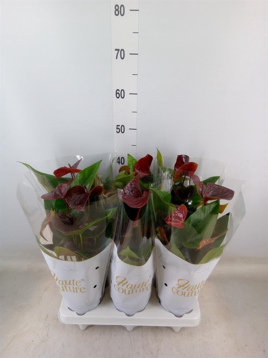 <h4>Anthurium andr. 'Essencia'</h4>