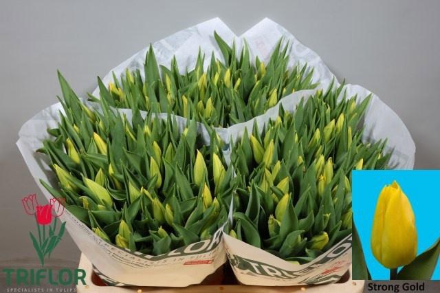 <h4>TU EN STRONG GOLD</h4>