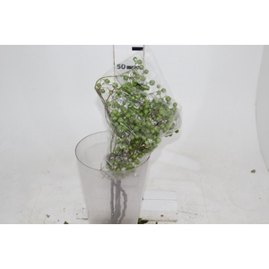 SEMENTE DE SANTA BARBARA