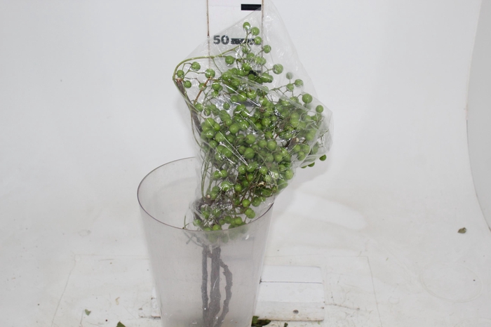 <h4>SEMENTE DE SANTA BARBARA</h4>