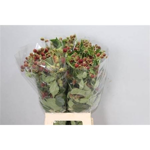 Rubus Fr Chester