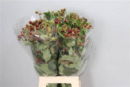 <h4>Rubus Fr Chester</h4>