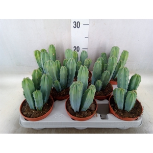 Cereus   ...