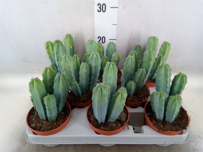 <h4>Cereus   ...</h4>