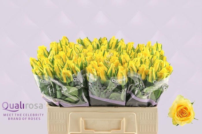 <h4>R Gr Moonwalk</h4>