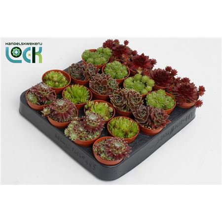 <h4>Sempervivum Mix</h4>