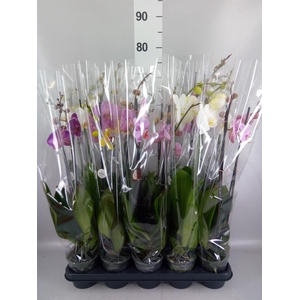 Phalaenopsis   ...mix