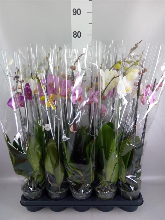 <h4>Phalaenopsis   ...mix</h4>