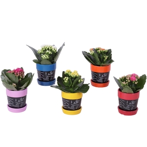 Thank you Teacher Arr. Indoor Ceramic Pot Blackboard Ø07cm 1PP