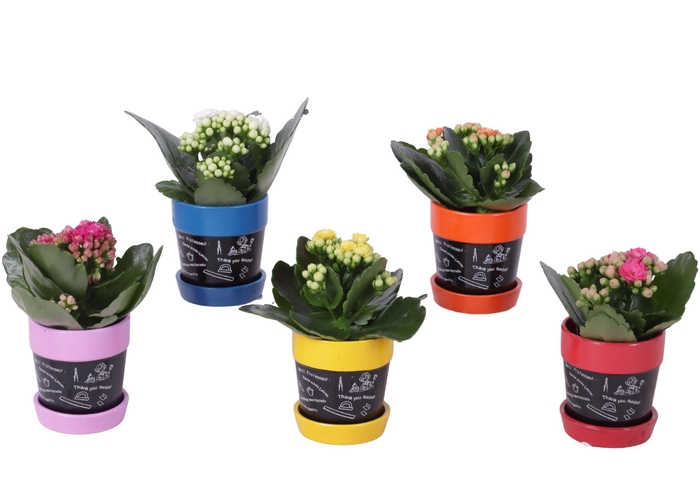 <h4>Thank you Teacher Arr. Indoor Ceramic Pot Blackboard Ø07cm 1PP</h4>