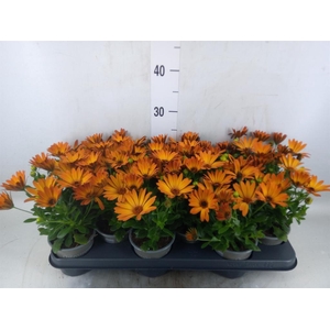 Osteospermum  'Senorita Lucia'